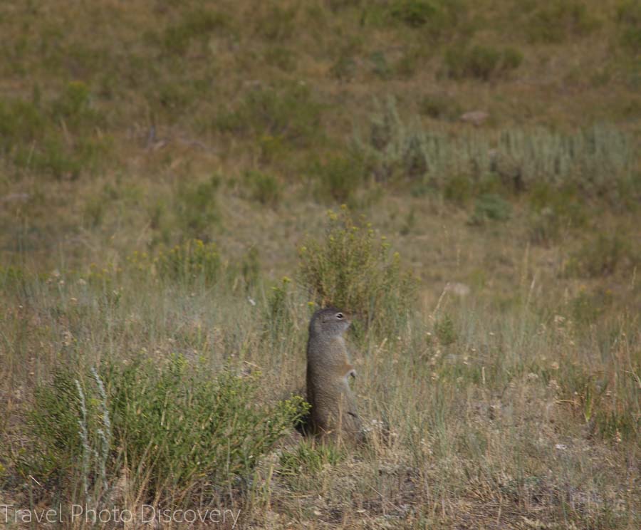 Wildlife tour at Yellowstone National Park