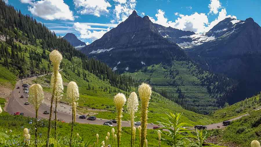 Gorgeous wild flowers at Glacier National Park