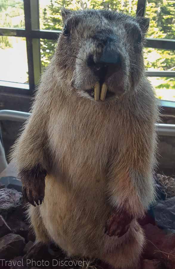 Marmot at the visitor center Glacier National Park