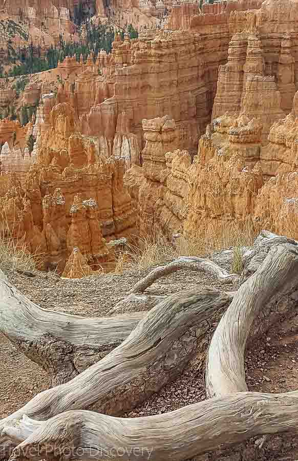 Decaying trees at rim trail Visiting Bryce Canyon National Park