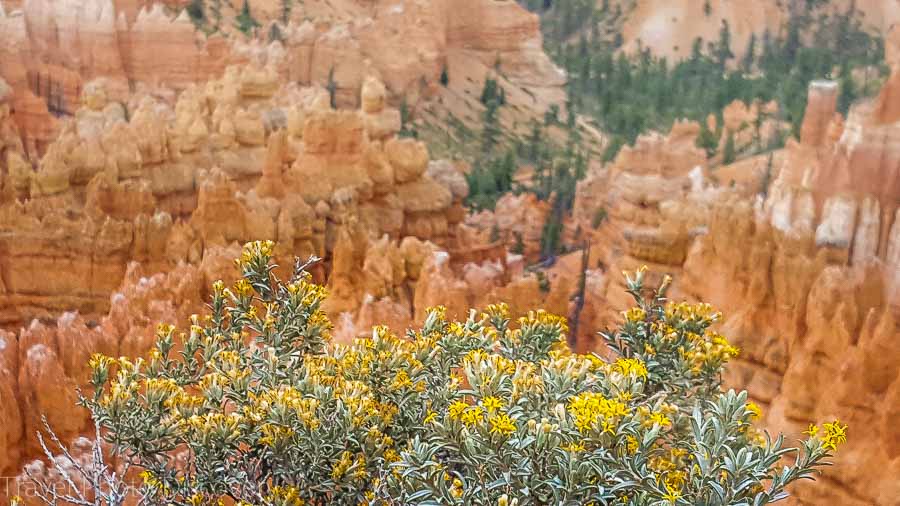 Wildflowers on the trail Visiting Bryce Canyon National Park
