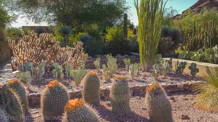 Desert Botanical Garden Weekend getaway to Phoenix Arizona