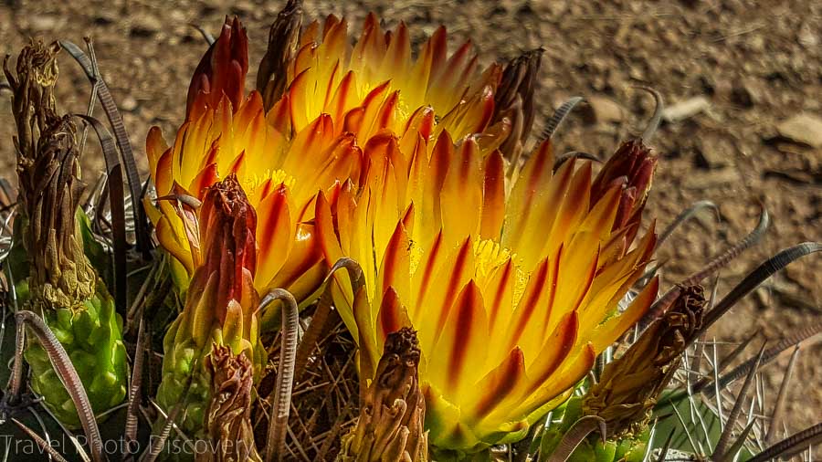 Beautiful cactus blooms Weekend getaway to Phoenix Arizona