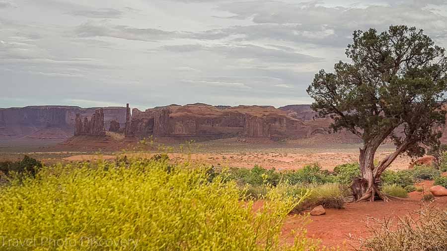 Wildflower blooms at Monument Valley, Utah