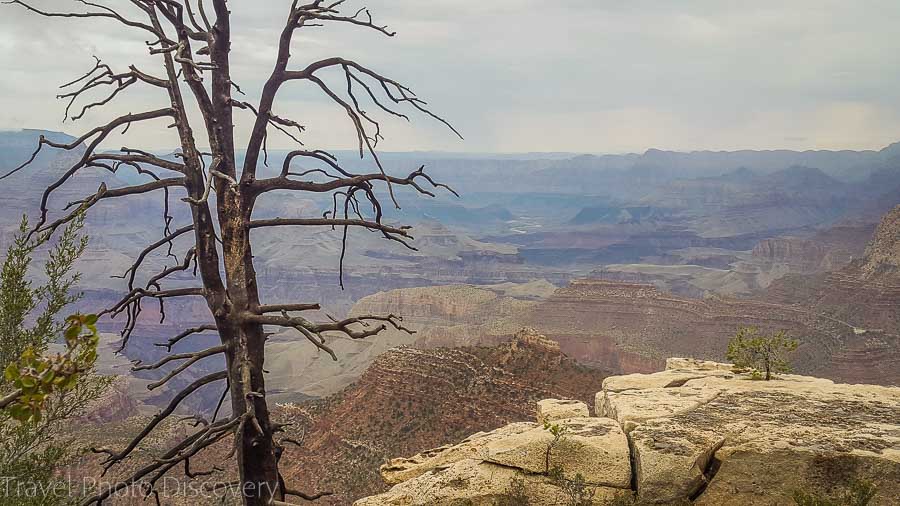 Solitary tree at The Grand Canyon National Park Arizona