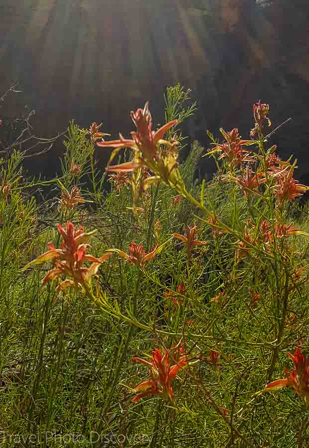 wildflowers and Weeping rock trail at Zion National park Arizona