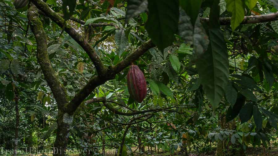Chocolate cacao tour at La Loma with cacao fruit