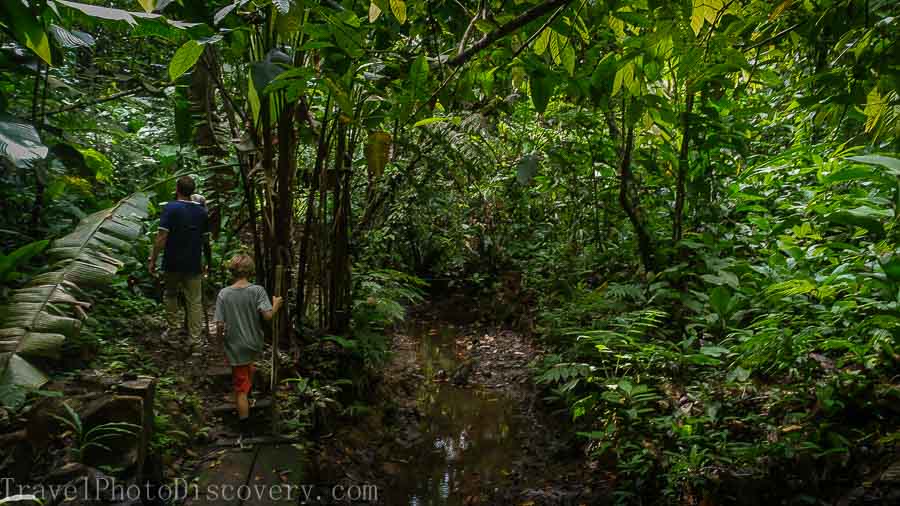 Creekside walk at a La Loma cacao plantation