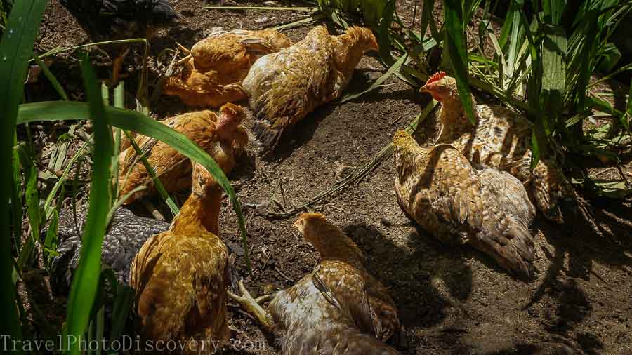 Chocolate cacao tour and chickens at La Loma Bastimentos