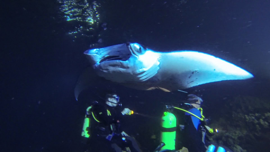 Top adventure and eco experiences Manta Ray diving Big Island