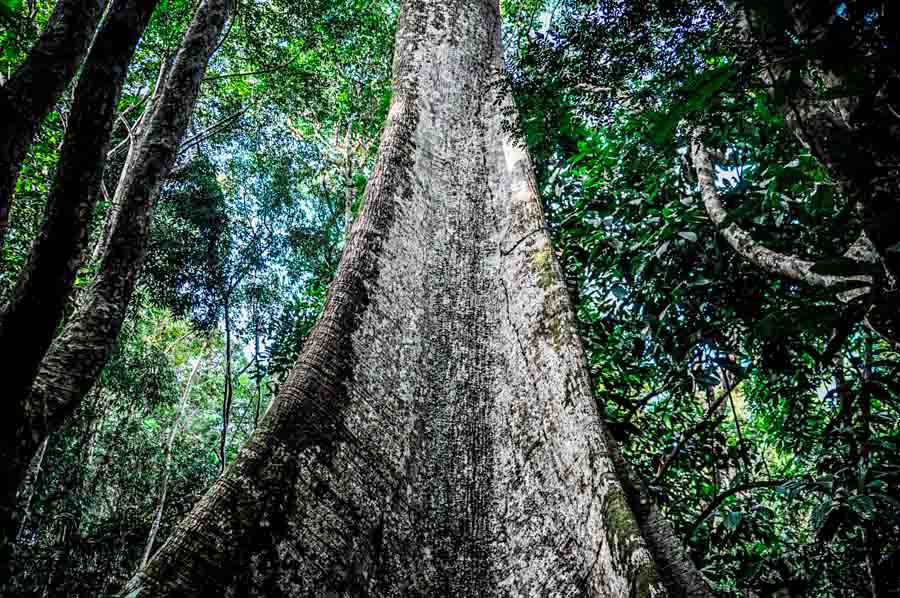 Top adventure and eco experiences camping in the Amazon