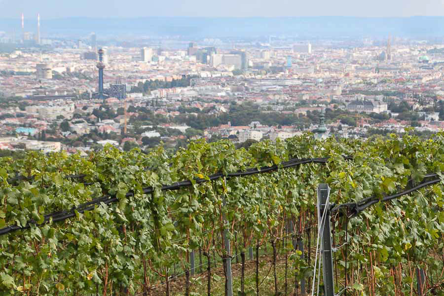 Romantic getaways around the world wine tasting in Vienna