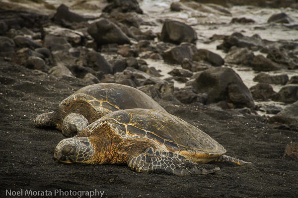 Visiting green turtles at Punalu'u on the Big Island with kids