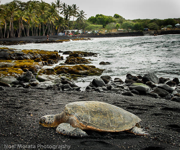 Visiting green turtles at Punalu'u on the Big Island with kids