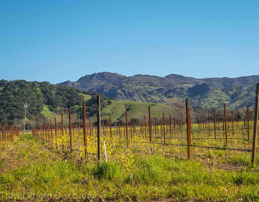 Napa wine tours with Viator tours