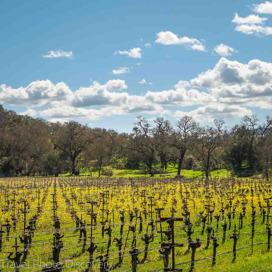 Vineyards along the Silverado trail in Napa Valley