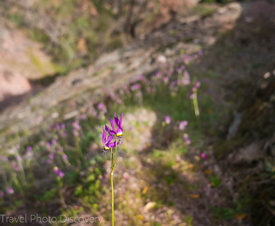 Wildflowers blooming climbing High Peaks at Pinnacles National Park 