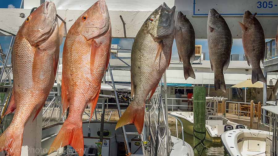 Fish charters at Marathon Keys Florida Keys