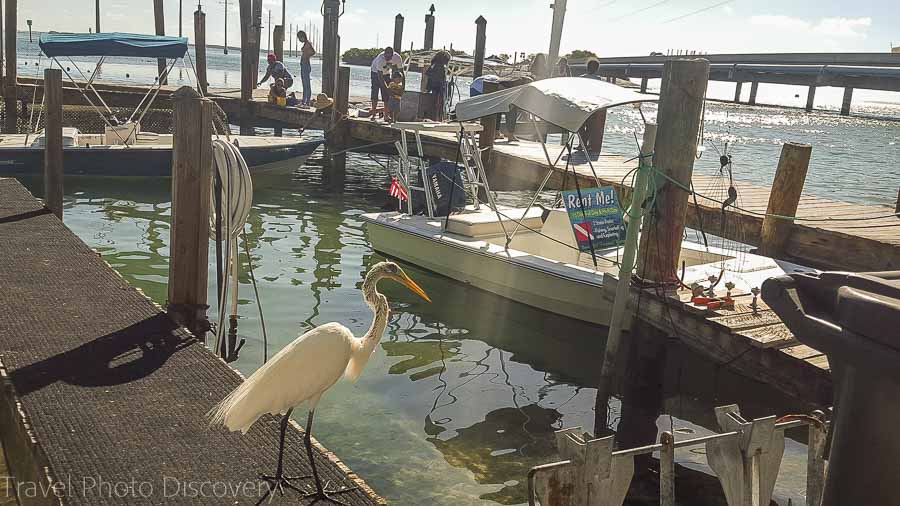 Robbies docks at Islamorada Key