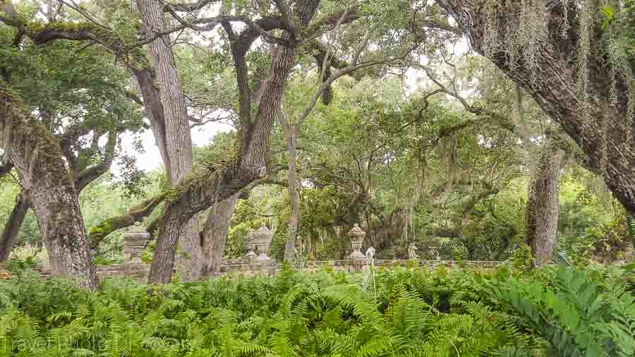 subtropical forests at Vizcaya Museum & gardens