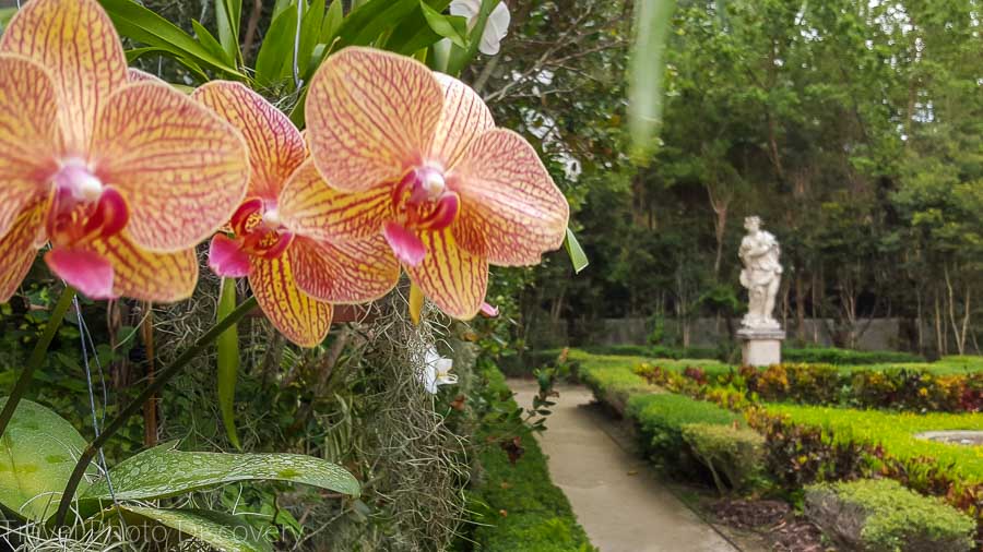 Orchid collection and gardens of Vizcaya museum 