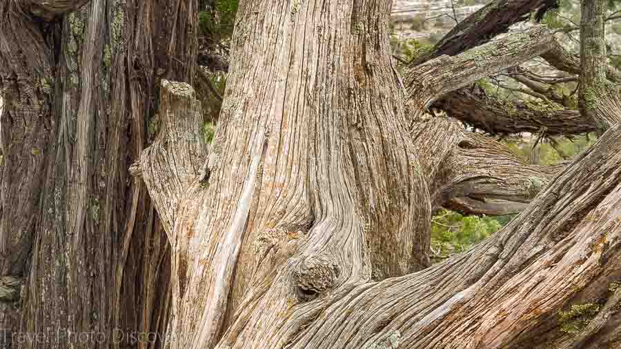 Walnut Canyon National Monument tree bark details and nature studies