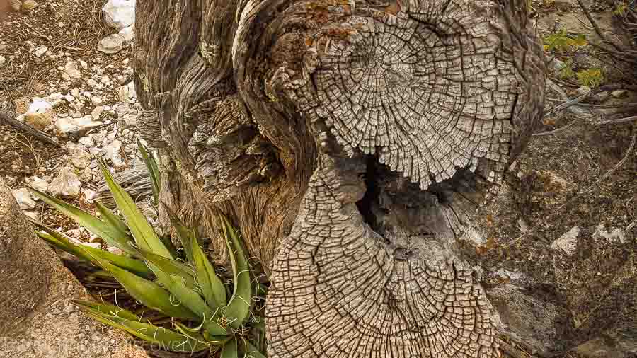 Walnut Canyon National Monument details and nature studies