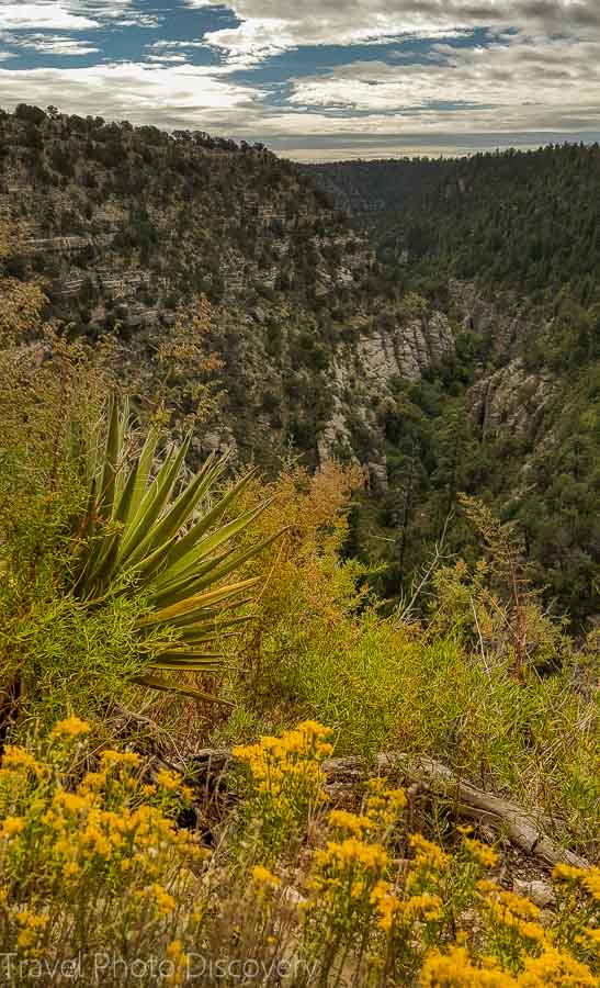 Wildflower blooms at Walnut Canyon National Monument