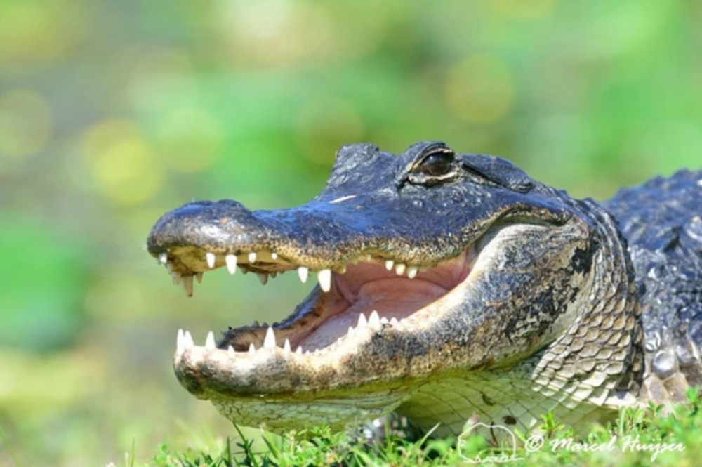 Everglades air boat adventure with free bike rental