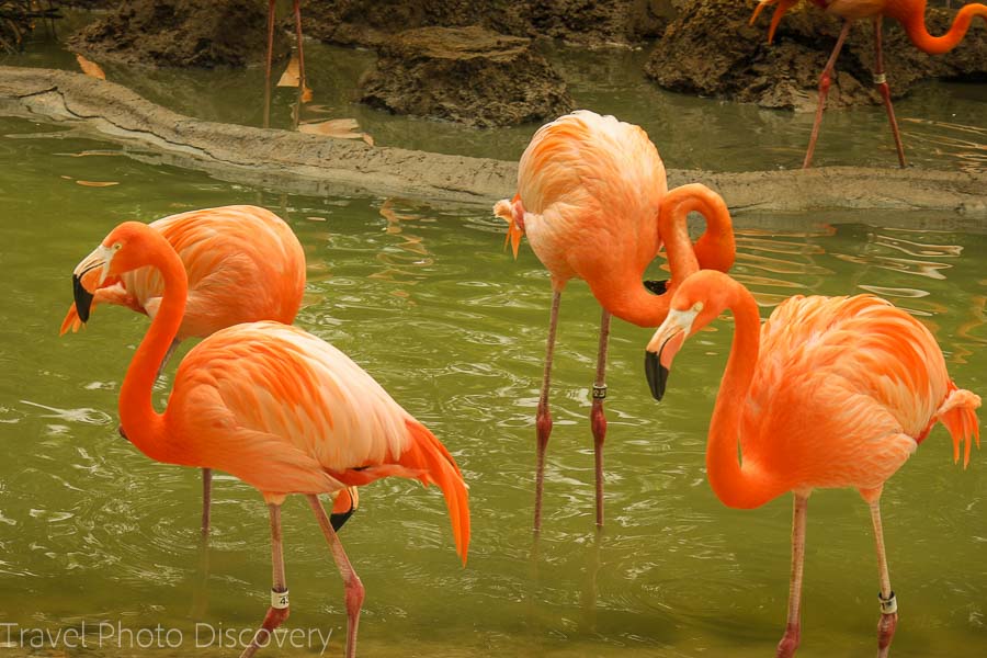 Exploring Balboa Park in San Diego Zoo