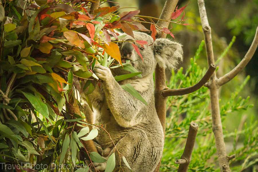 Exploring Balboa Park in San Diego Zoo Koala bears