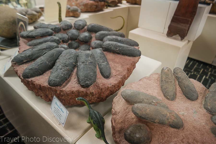 Roynon Museum of Earth Sciences and Paleontology dinosaur eggs
