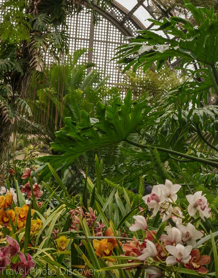 Interior of the Botanical Building and pond at Balboa Park in San Diego