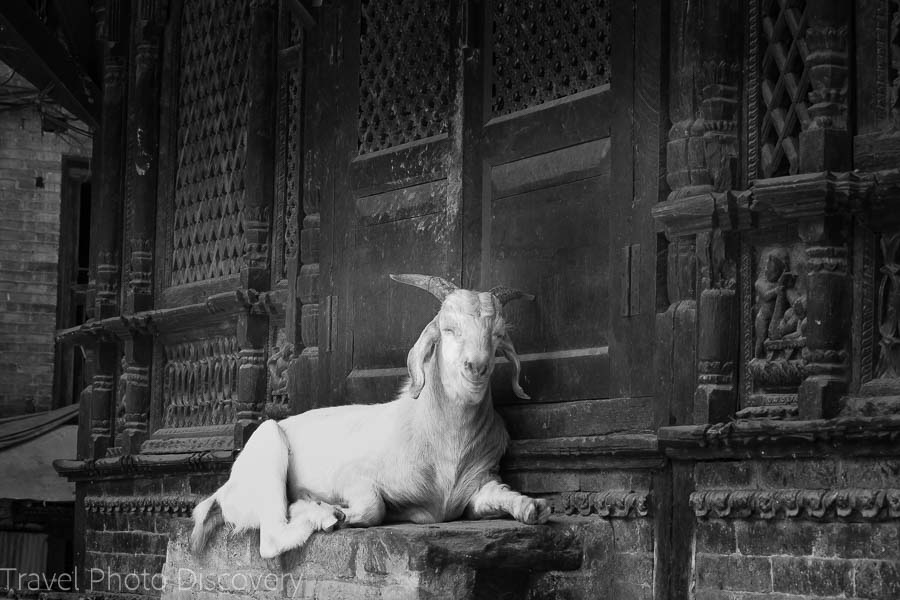 Bhaktapur street scene and goat Nepal photography in black and white