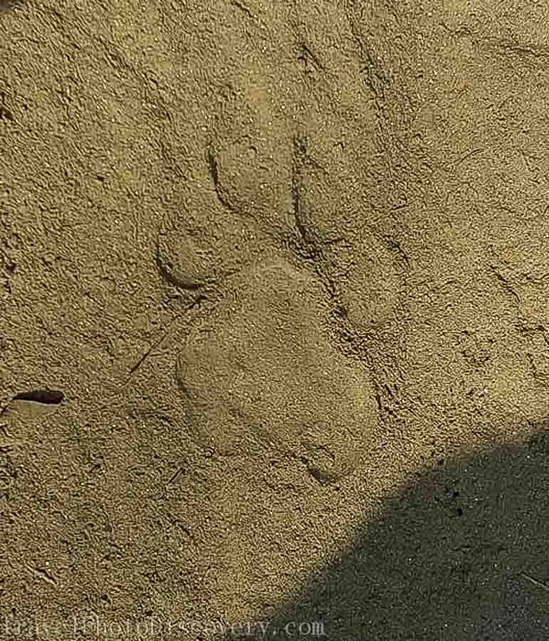 Tiger tracks spotted at Chitwan National Park
