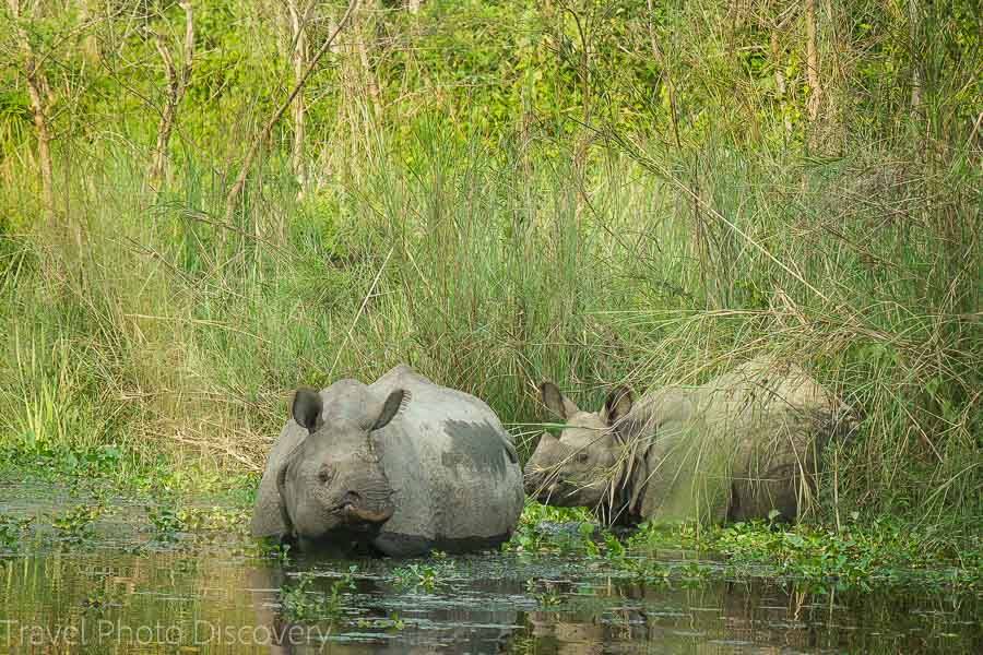 Rhinos at Chitwan National Park
