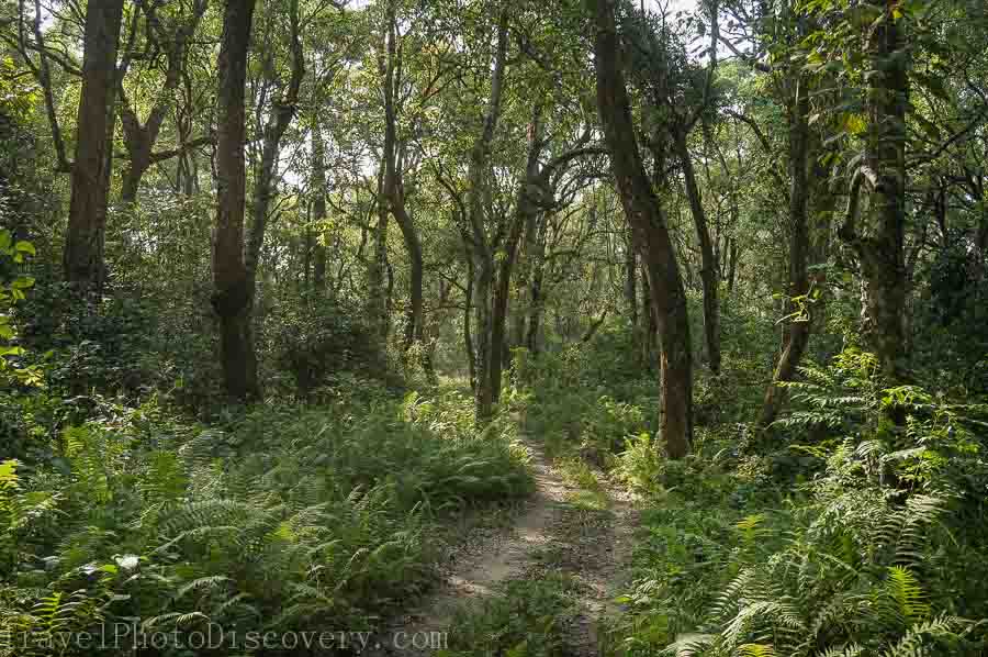 Gorgeous jungle landscape at Chitwan National park