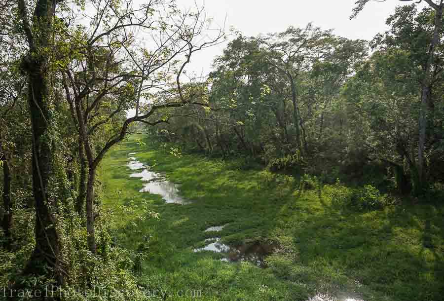 Lush marshland and meadows at Chitwan National Park