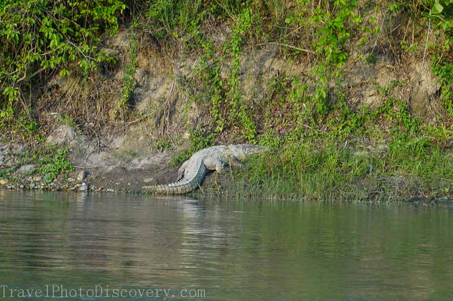 A crocodile along the banks of the Rapti at Chitwan