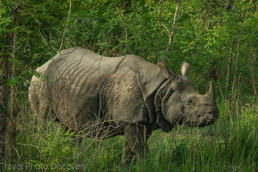 Solitary rhino at Chitwan National Park