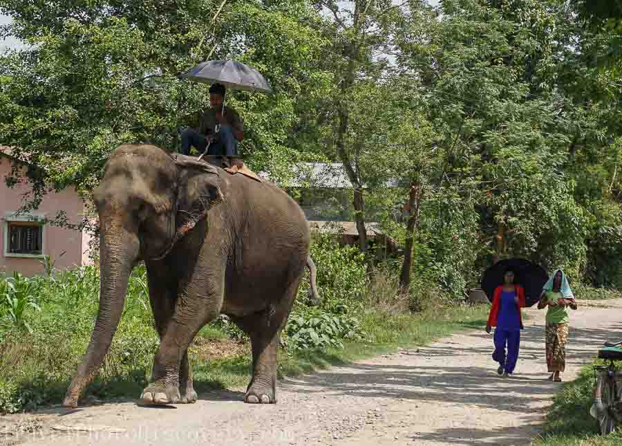 Exploring Chitwan National Park in Nepal