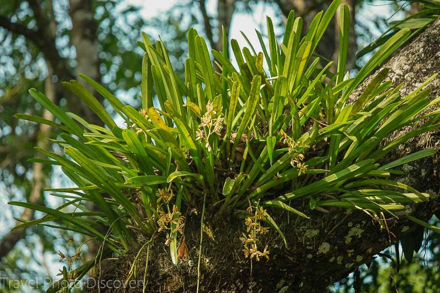 Wild orchids at Chitwan National Park 