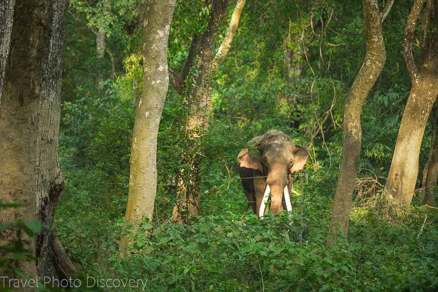 Elephants at Chitwan National Park 