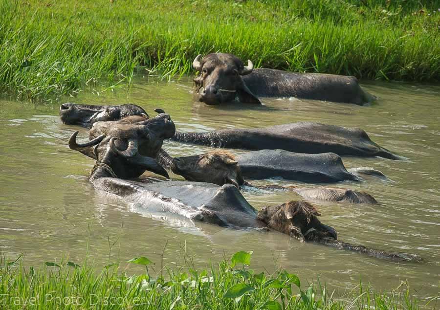 Wild buffalo at Chitwan National Park