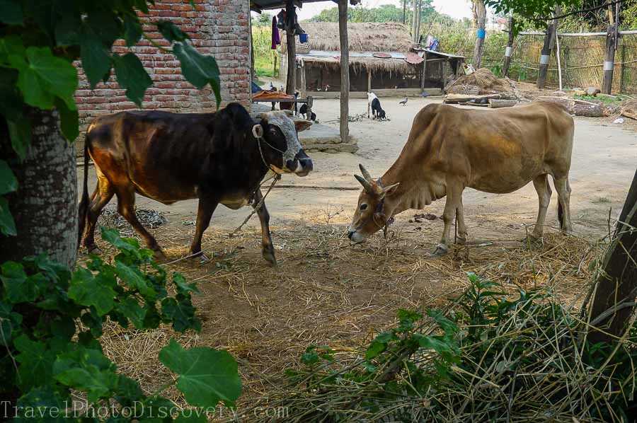 Elephants at Chitwan National Park 