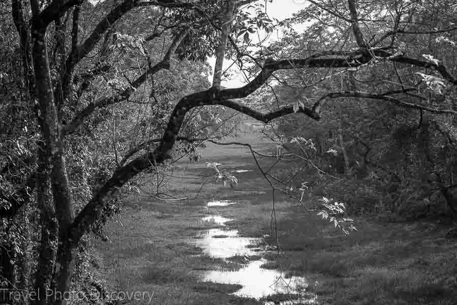 Beautiful landscapes at Chitwan National Park in black and white