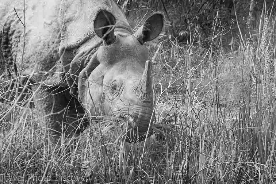 Rhino spotting at Chitwan National Park in black and white