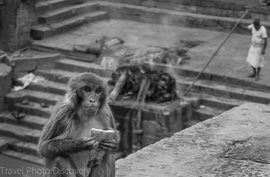 Monkeys looking for food at Pashupatinath Temple in Katmandu, Nepal