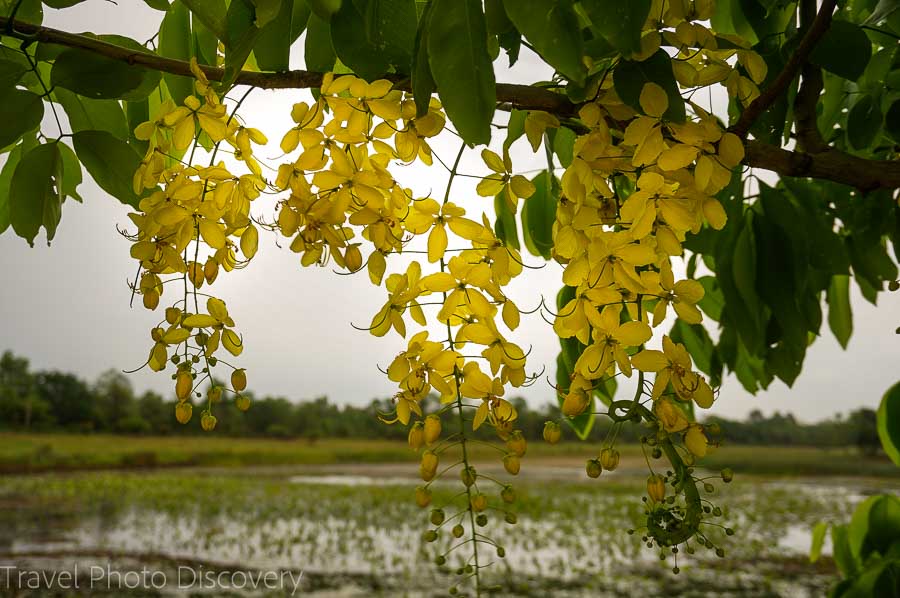 Wetland area surrounding the holy site at Lumbini