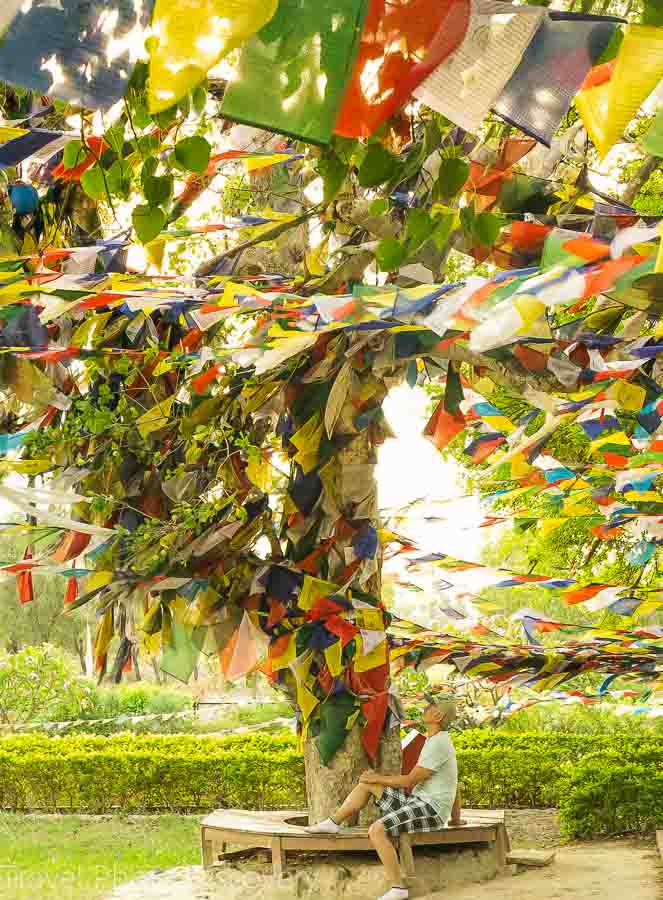 Bodhi tree at the holy site at Lumbini